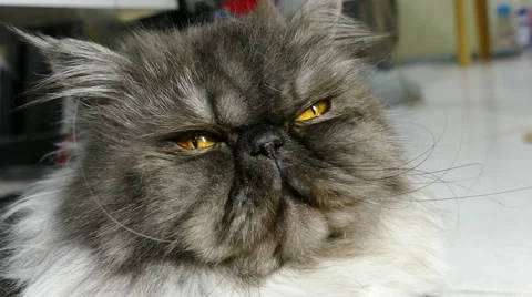 Persian grey cat 스톡 동영상 66910445