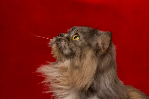 Persian grey  cat Stock Photos