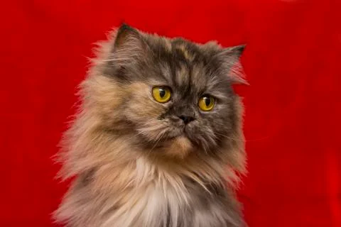 Persian grey  cat Stock Photos