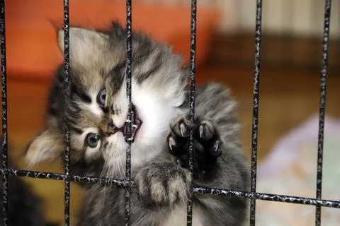Persian kitten bites the cage Stock Photos
