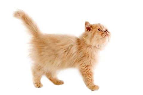 Persian kitten Stock Photos
