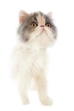 Persian kitten Stock Photos