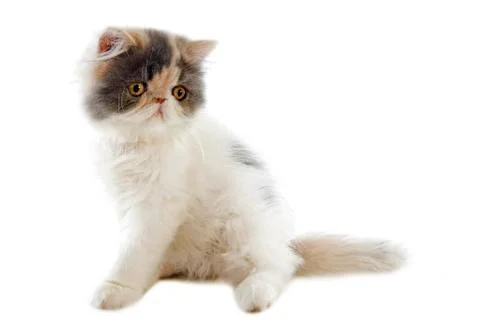 Persian kitten Stock Photos