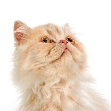 Persian kitten Stock Photos