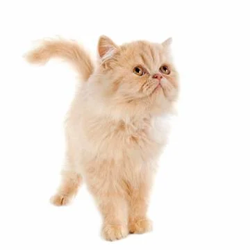 Persian kitten Stock Photos
