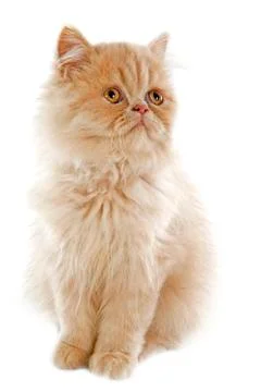 Persian kitten Stock Photos
