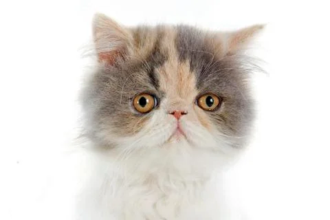 Persian kitten Stock Photos