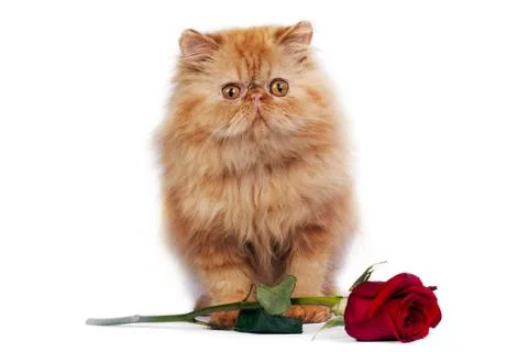 Persian kitten Stock Photos