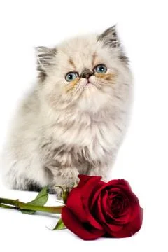 Persian kitten Stock Photos