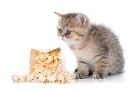Persian kitten Stock Photos