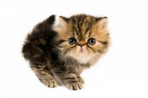 Persian kitten Stock Photos