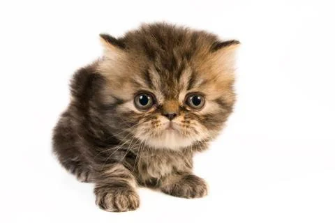 Persian kitten. Stock Photos