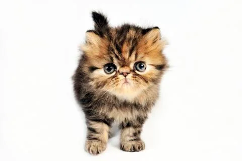 Persian kitten. Stock Photos