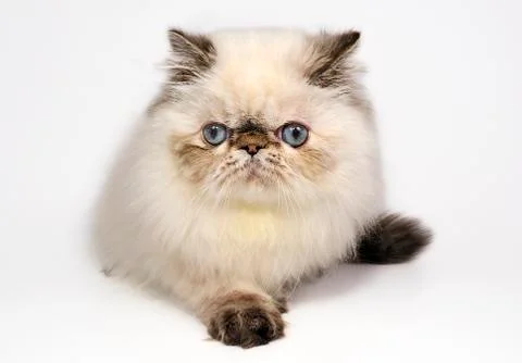Persian kitten Foto stock