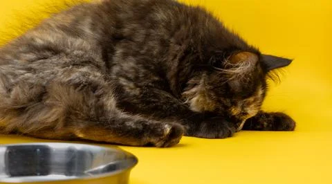 Persian kitten smelling with an empty bowl in a side against a yellow backg.. Stock Photos