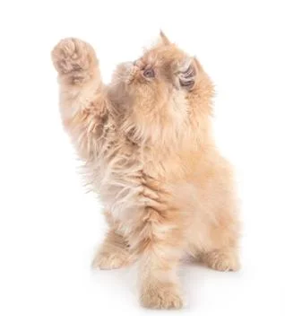 Persian kitten in studio Foto stock