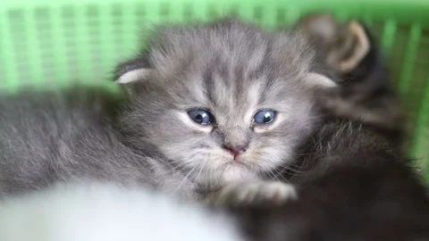 Persian kittens, 3 weeks old, lying in a basket happily Stock Footage 107115089