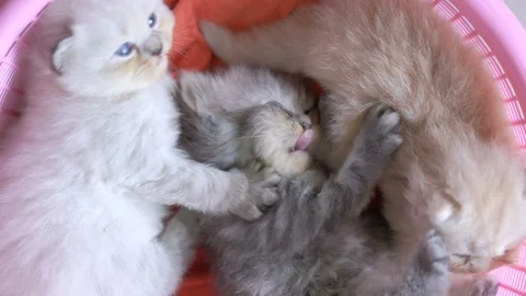 Persian kittens,  3 weeks old Persian kittens lying in the basket happily Stock Footage 107115650