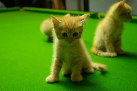 Persian kittens Brown That is cute. Stock Photos