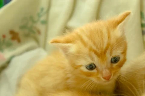 Persian kittens Brown Stock Photos