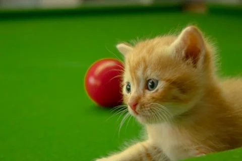 Persian kittens Brown Stock Photos