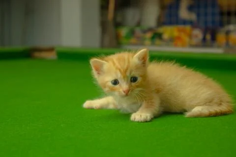 Persian kittens Brown Stock Photos