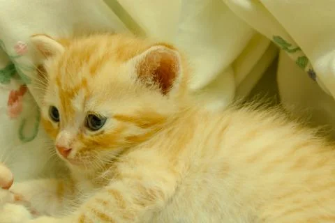Persian kittens Brown Stock Photos