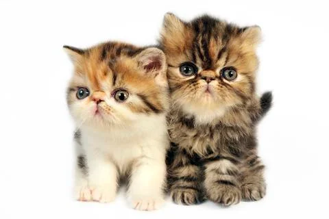 Persian kittens Stock Photos