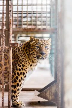 Persian Leopard in a cage Stock Photos