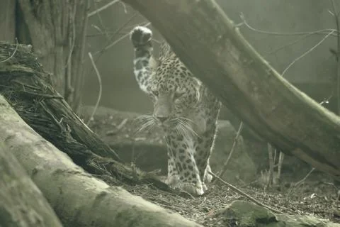 Persian leopard in nature Stock Photos
