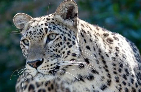 Persian Leopard Stock Photos