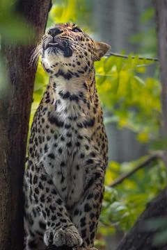 Persian leopard Stock Photos