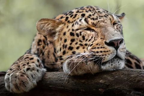 Persian leopard Stock Photos