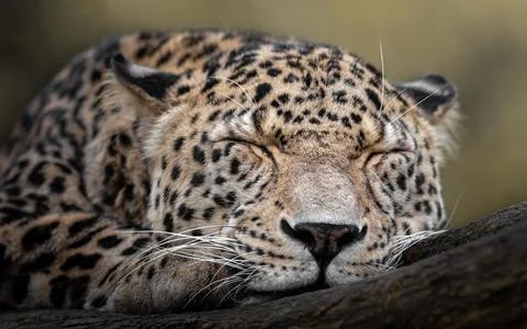 Persian leopard Stock Photos