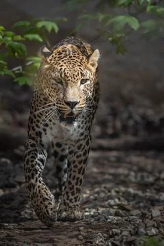 Persian leopard Stock Photos
