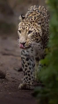 Persian leopard Stock Photos
