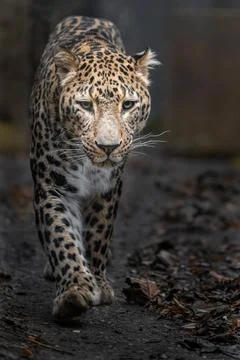 Persian leopard Stock Photos