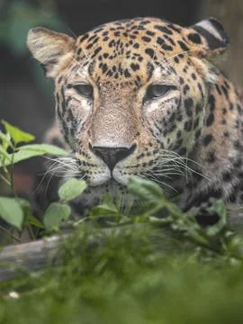 Persian leopard Stock Photos