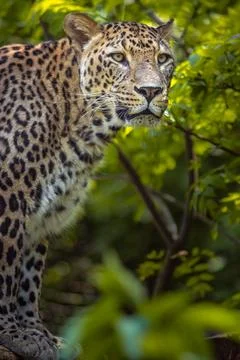 Persian leopard Stock Photos