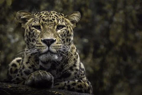 Persian leopard Stock Photos