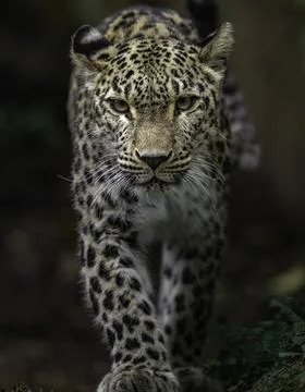 Persian leopard Stock Photos