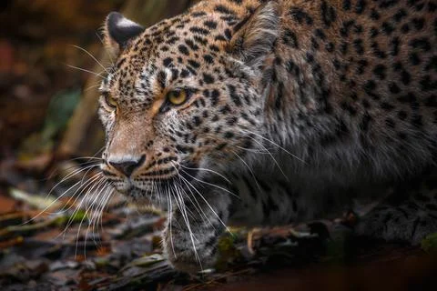 Persian leopard Stock Photos