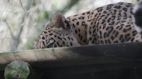 Persian leopard resting on wooden platform Stock Footage 326701782