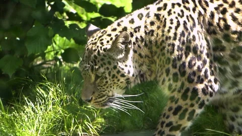 Persian Leopard walking Video stock 154962837