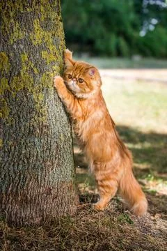 Persian red cat sharpens its claws against the tree Foto stock