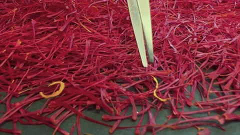 Persian saffron quality control Stock Footage 171234735
