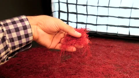 Persian saffron quality control process Stock Footage 171234680