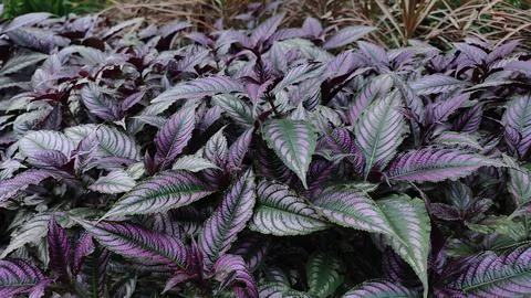 Persian Shield #2 写真素材