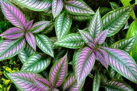 Persian Shield in garden Stock Photos