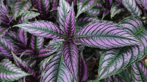 Persian Shield 写真素材